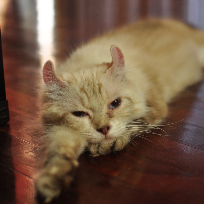 An American Curl resting
