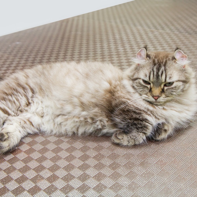 an American Curl lying down