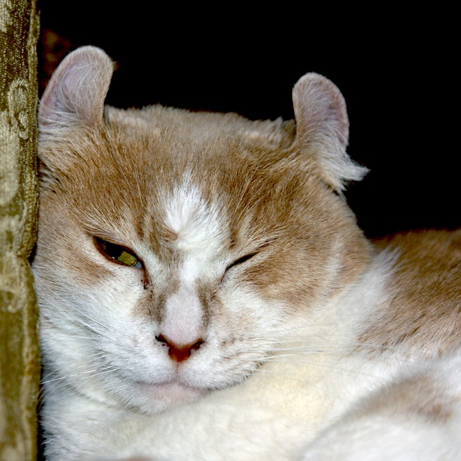 A sleepy American Curl