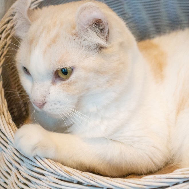 An American Curl kitten in a basket