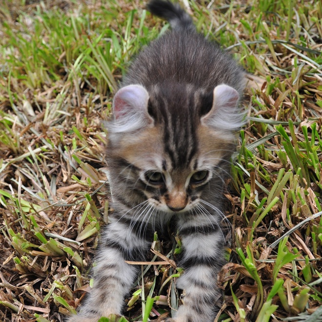 an American Curl on grass