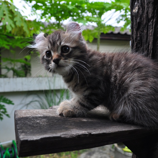 an American Curl kitten next to a window