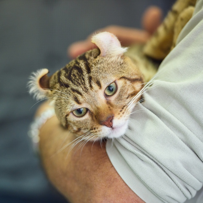An American Curl being held by someone