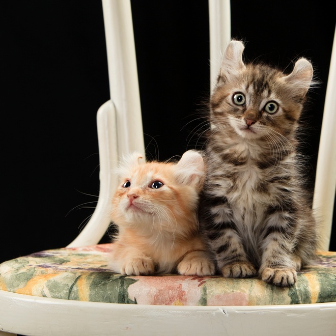 two American Curls sitting next to each other