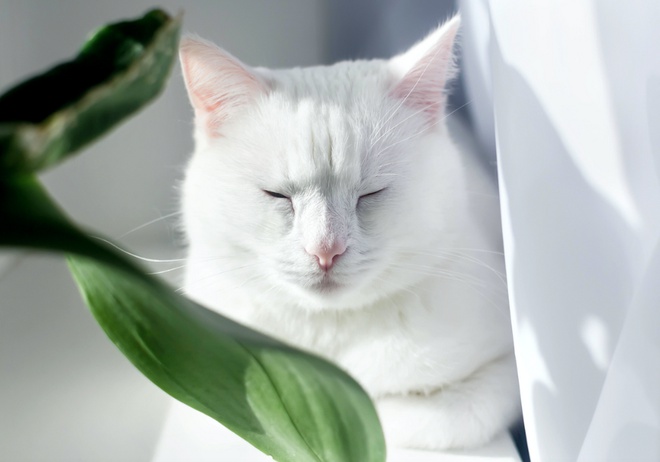 Un Angora Turc blanc les yeux fermés
