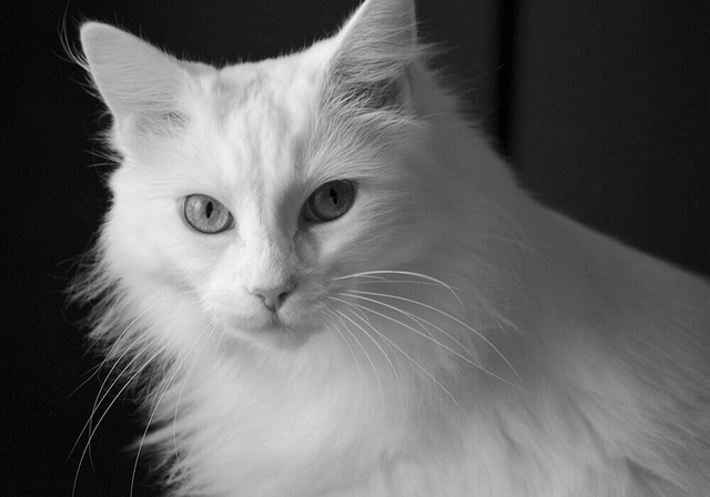Angora Turc, chat sociable