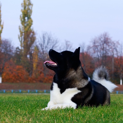 un akita américain assis sur l'herbe, la tête tournée vers le ciel