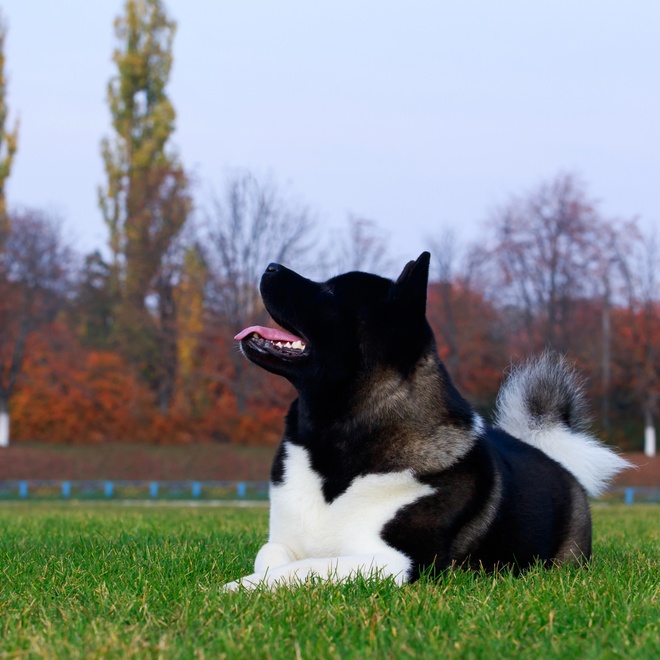 an American akita sitting on the grass, head turned skywards