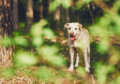 lost_dog_in_forest_2