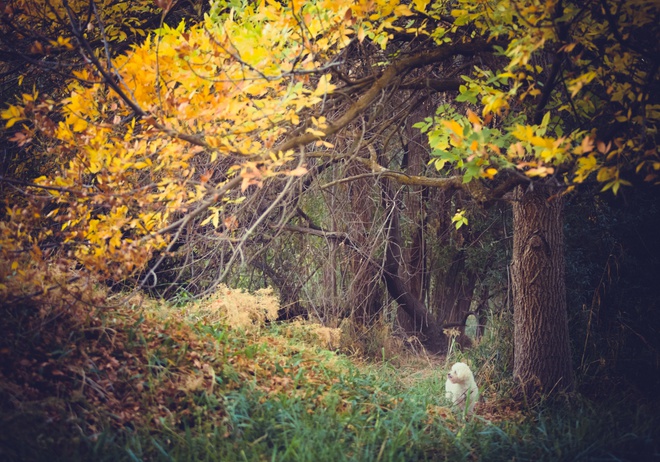 A white lost dog in the forest