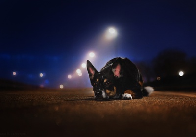 lost_dog_night_4