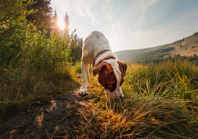A lost dog in the field smelling the floor