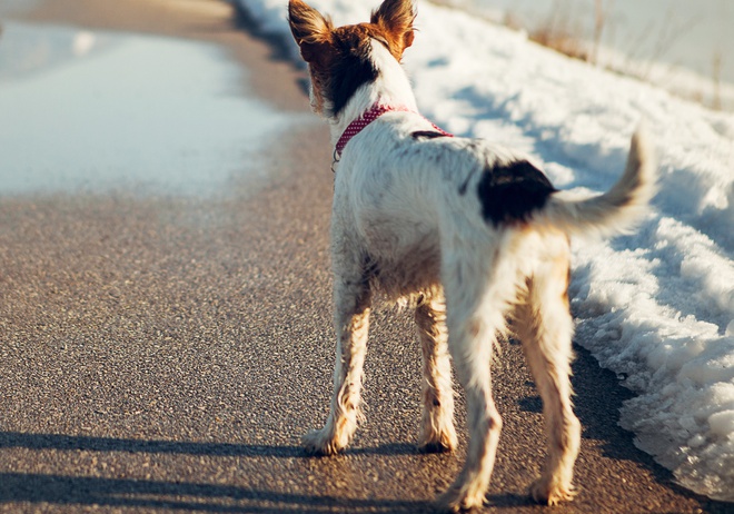 A lost little dog alone on a snowy road