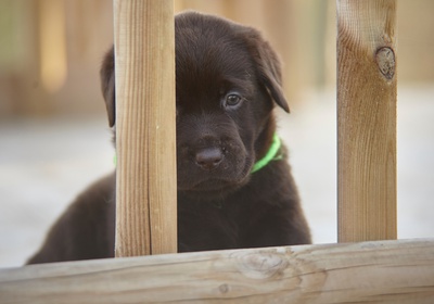 puppy_behind_bars