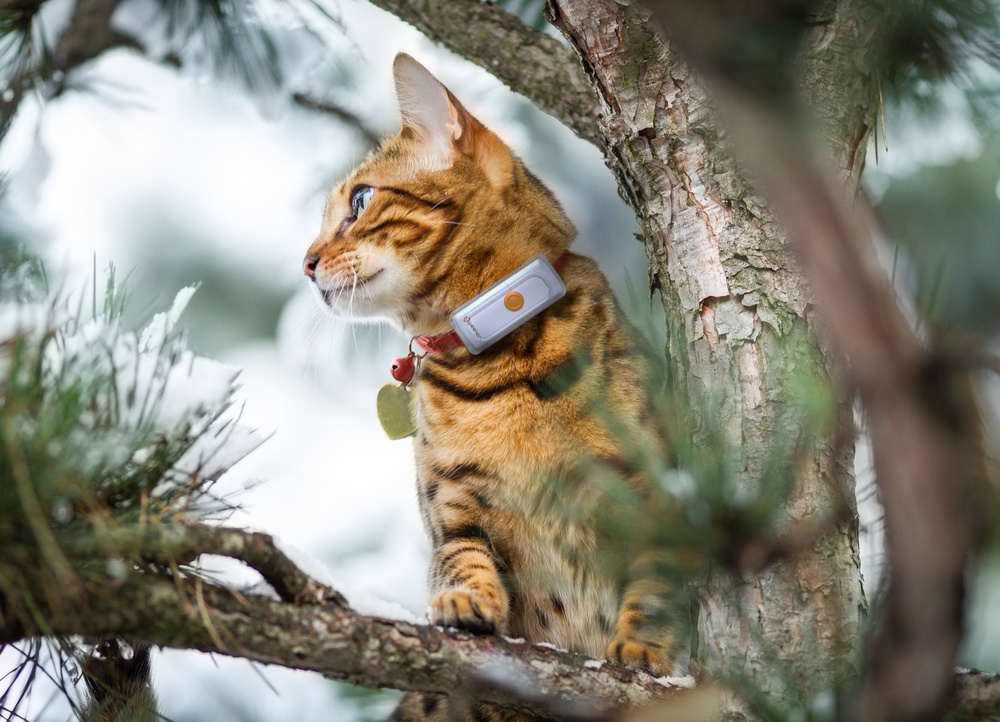 GPS-tracker voor katten - Weenect Cats 2