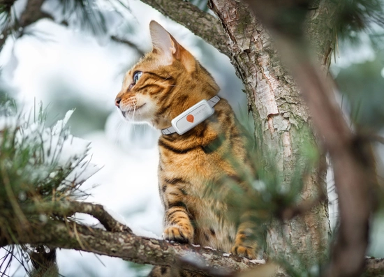 Collar adiestramiento Weenect localizador GPS gato 4G/2G - Animal Sapiens