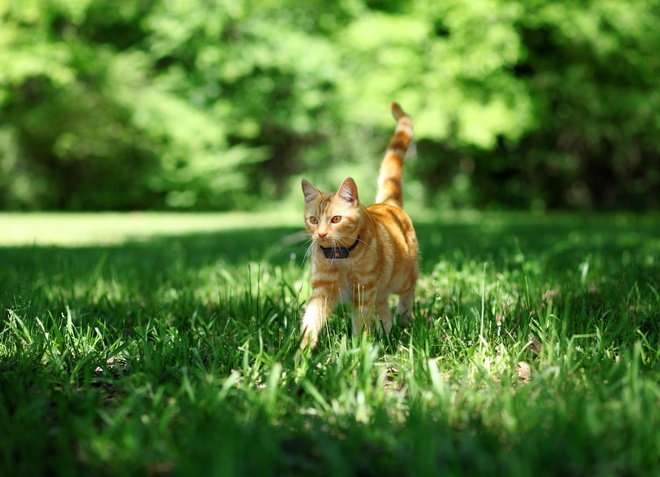 Ginger cat with black Weenect XS tracker strolling through the grass