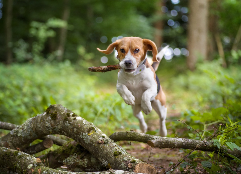Hunting dog tracker