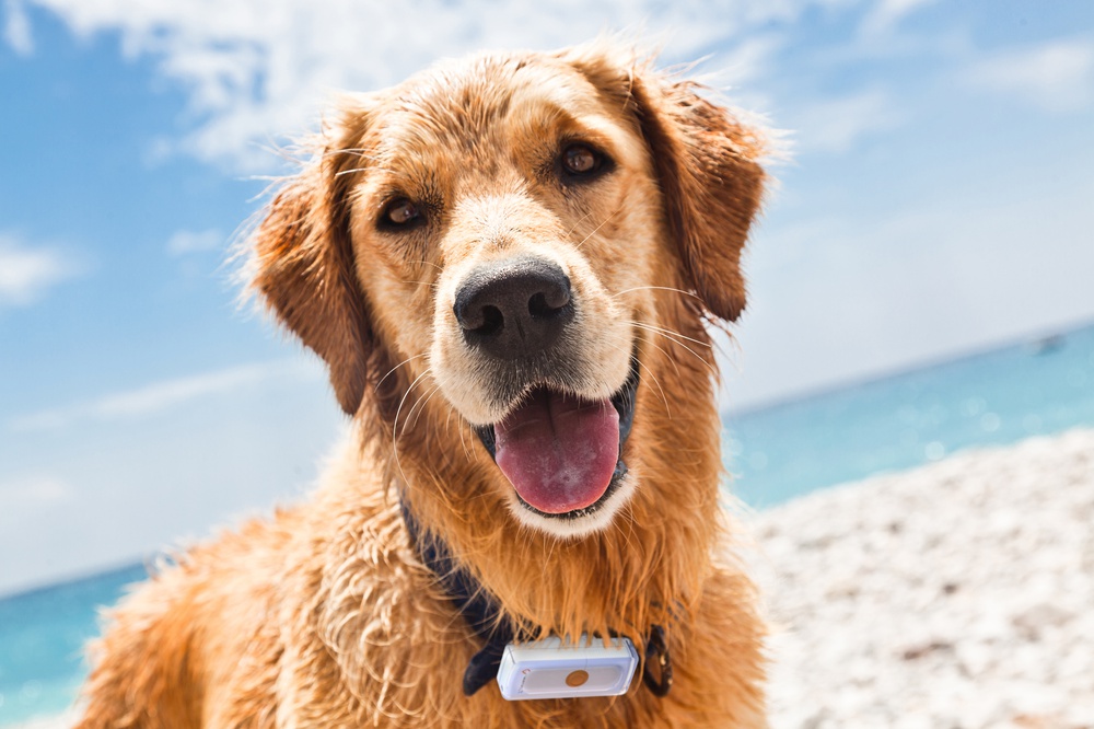 Der kleinste GPS-Tracker für Hunde – Weenect Dogs 2