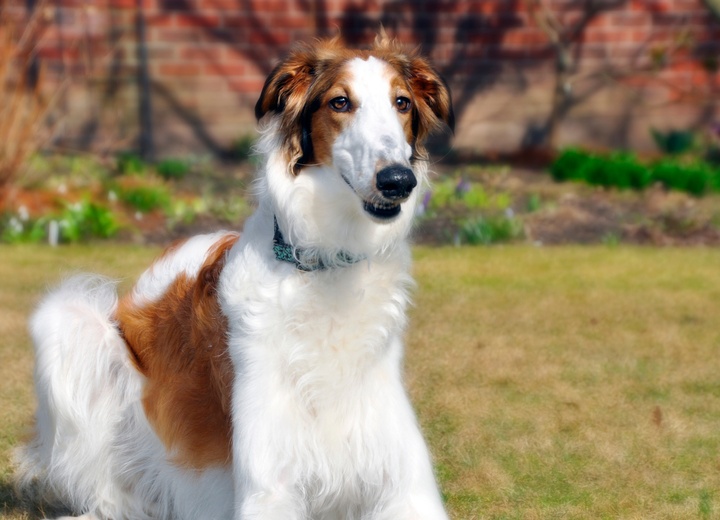 un borzoi in the grass