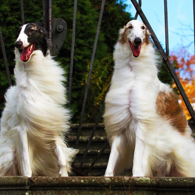 two barzoi with their hair in the wind