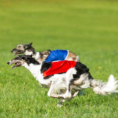 two borzoi with a bib running together