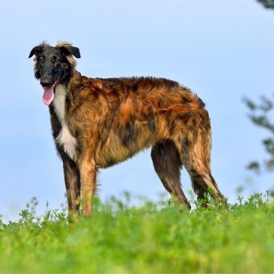 a borzoi on the grass