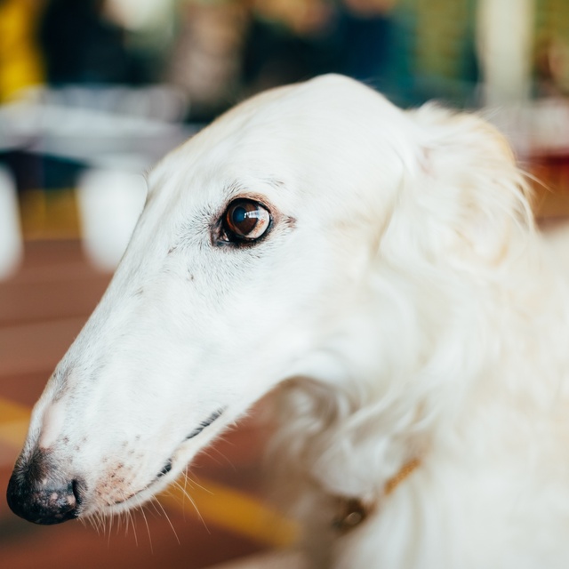 profile of a barzoi