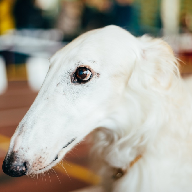 profile of a barzoi