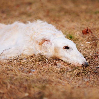 a borzoi lying on straw