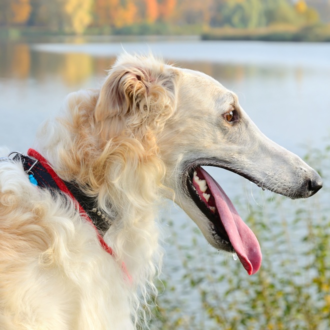 a barzoi in profile with its mouth open