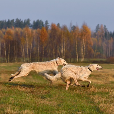 two borzoi running together