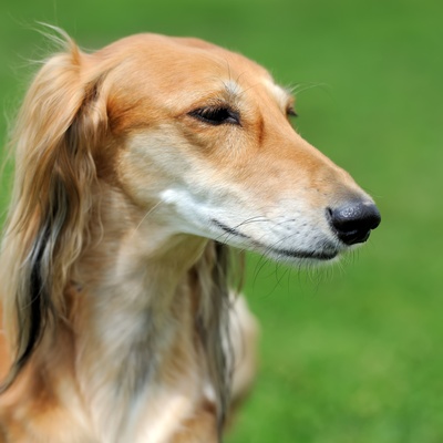 portrait of a barzoi