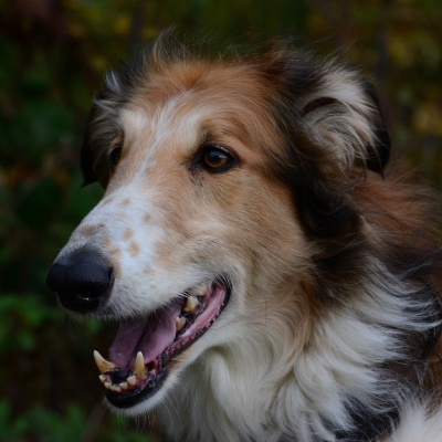portrait of a borzoi