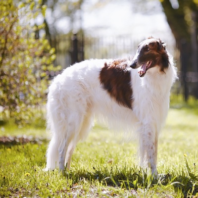 a borzoi in the grass