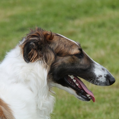 a borzoi in profile