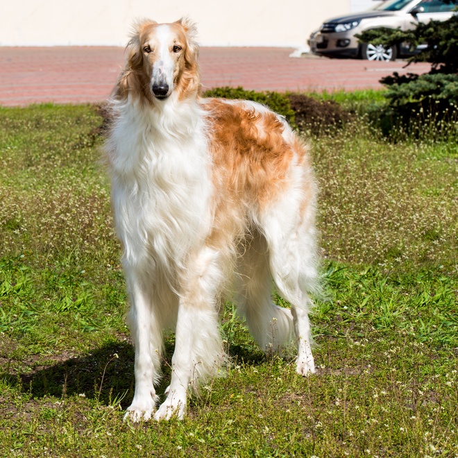 a borzoi in the grass
