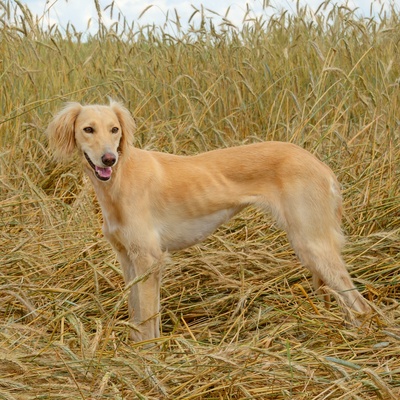 a borzoi in a field