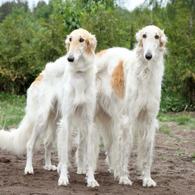 two borzois side by side on the grass