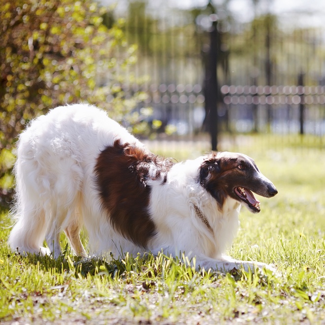 a borzoi stretching out on the grass