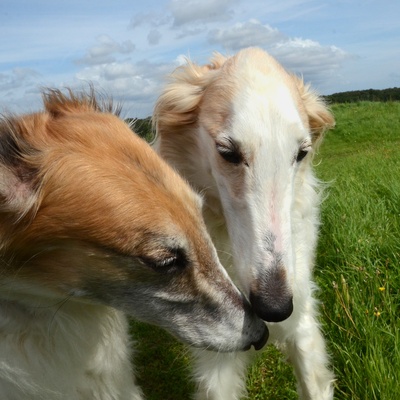 two borzoi cuddling up
