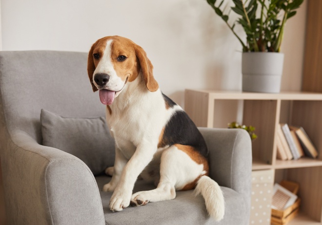 Un Beagle assis dans un fauteuil