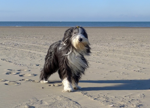un bearded collie qui marche sur la plage