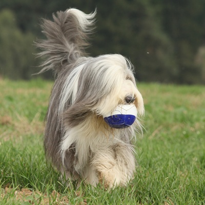 un bearded collie qui joue avec une balle dans la bouche