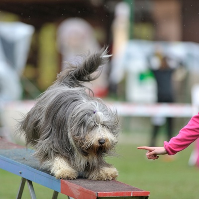 un bearded collie sur un parcours de dressage