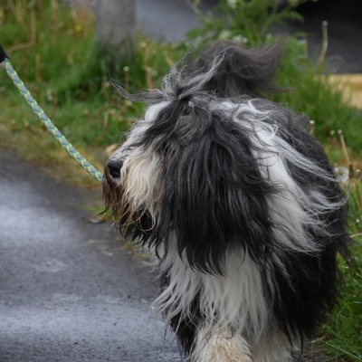 un bearded collie tenu en laisse