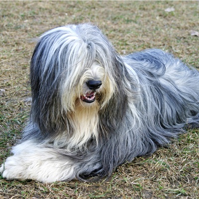 un bearded collie allongé sur l'herbe sèche
