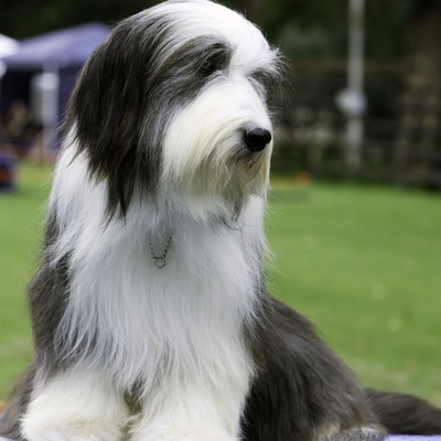 un bearded collie au poil joliment brossé