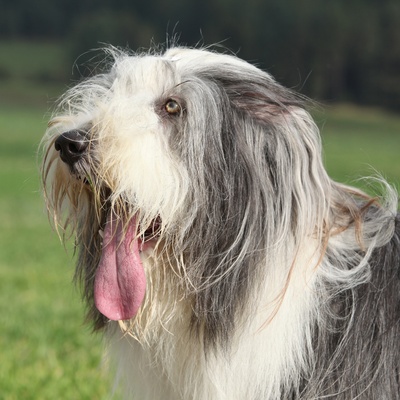 un bearded collie a la langue pendue