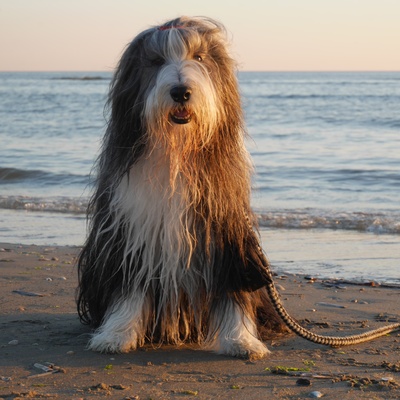 un bearded collie assis au coucher de soleil